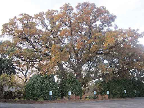 Insect And Disease Insect And Disease Tree Photo