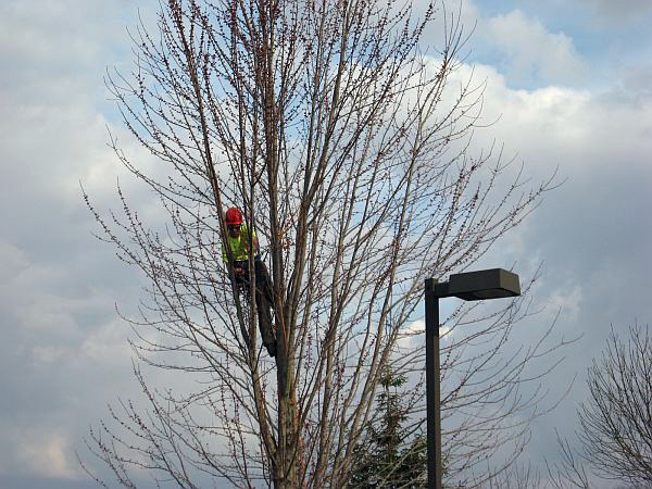 Tree Pruning Tree Pruning