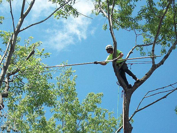 Tree Removal Stump Grinding Tree Removal Stump Grinding