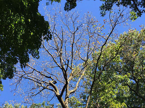 Oak Wilt Tree Photo
