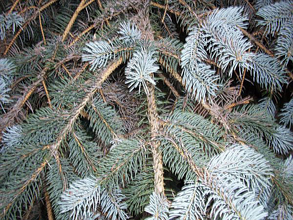 Rhizosphaerea On Colorado Blue Spruce