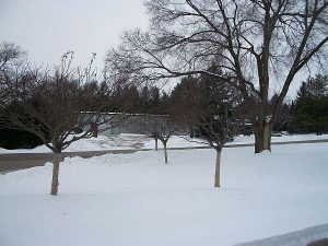Healthy Trees In The Winter