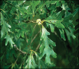 Gypsy Moth Tree Damage Before Gypsy Moth Tree Damage Before