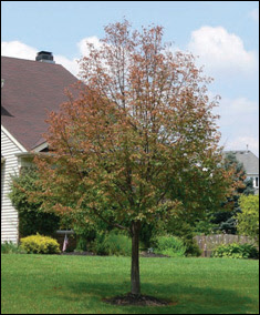 Japanese Beetle Tree Damage After Japanese Beetle Tree Damage After