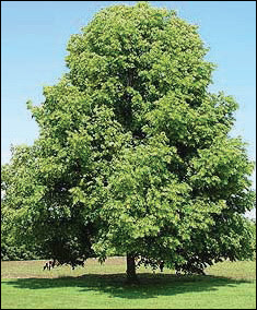 Japanese Beetle Tree Damage Before Japanese Beetle Tree Damage Before