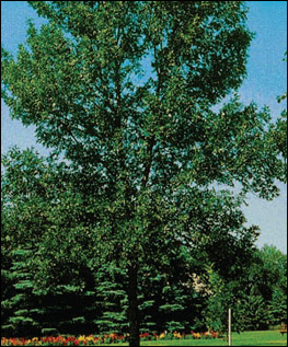 Emerald Ash Borer Tree Damage Before Emerald Ash Borer Tree Damage Before