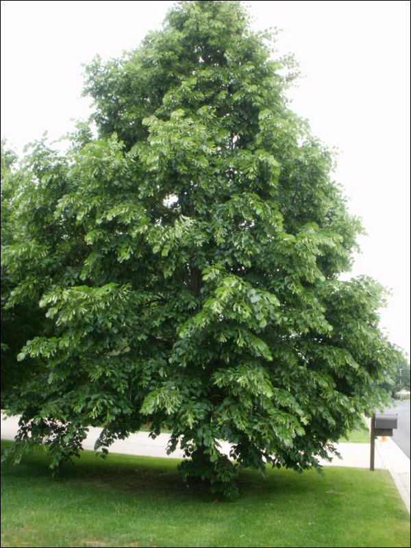 Milwaukee Tree Service Prune Raise Before Milwaukee Tree Service Prune Raise Before