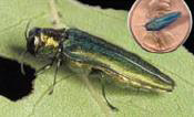 EmeraldAshBorer Emerald Ash Borer Penny Size Comparison