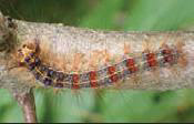 GypsyMoth Gypsy Moth Close Up