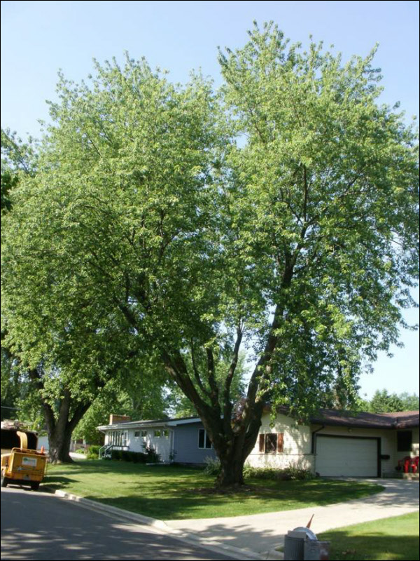 Silver Maple Tree Pruning Buckley Tree Service
