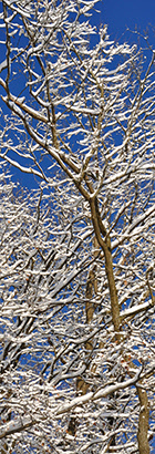 Wisconsin winter tree care tips from seasoned arborists