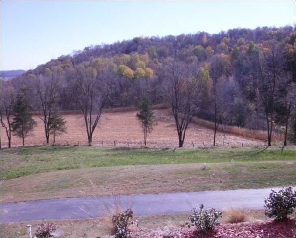 Tree Pruning Service Fenceline After Tree Pruning Service Fenceline After