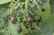 Japanese BeetleTreeDamage Japanese Beetle Tree Damage Close Up