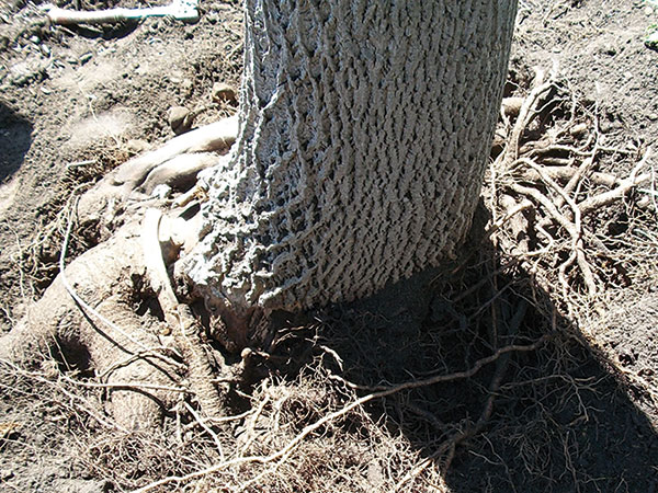 Root Zone Excavation Of Stem Girdling Roots Buckley Tree Service