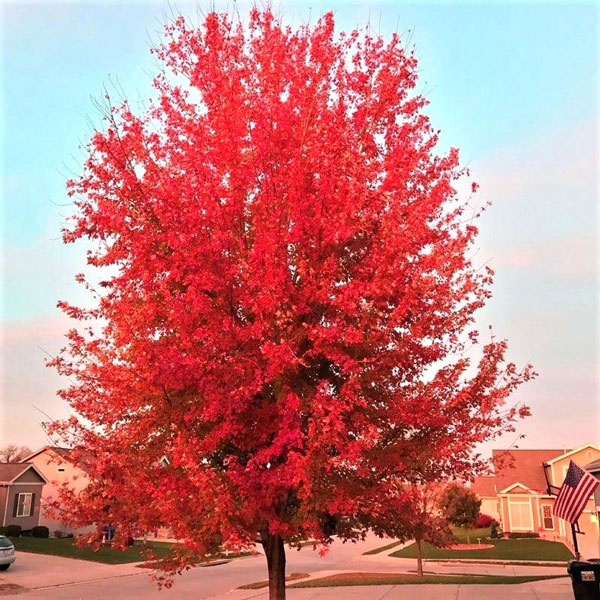 WhyPrune OvergrownMaple WhyPrune OvergrownMaple