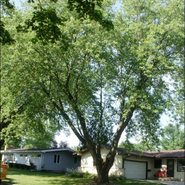 Silver Maple Pruning After