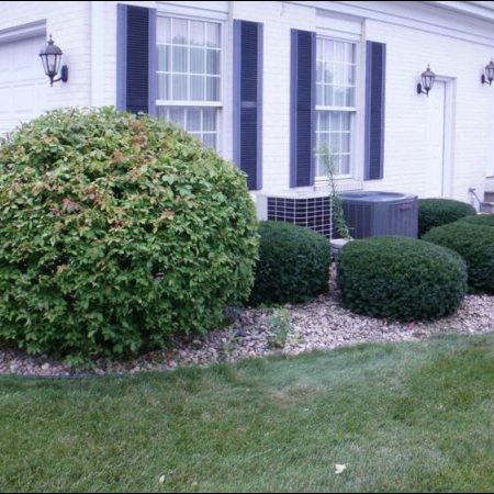 buckley tree service certified arborists waukesha tree buckley tree service certified arborists waukesha tree