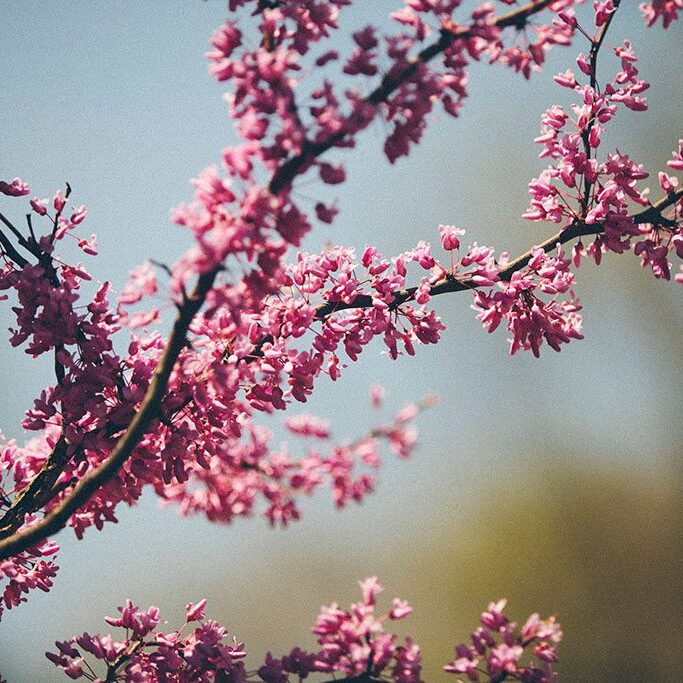 Beautiful Spring Tree Budding Beautiful Spring Tree Budding